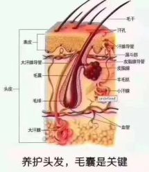-曼都发型