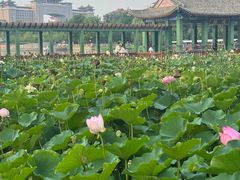 -莲花池公园
