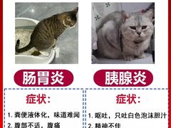 -博特宠物医院24h犬猫全科.骨科·异宠