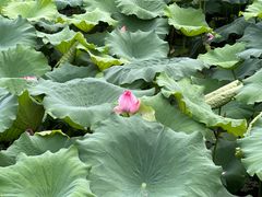 -芜湖方特东方神画