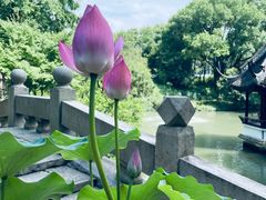 -上海醉白池公园