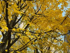 -新世界百货(明洞总店)