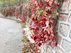 -北京鹫峰国家森林公园