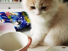 -猫大福·Fortune Cat猫舍(百子湾店)
