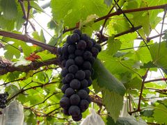 -海堤葡萄园中小学生研学基地