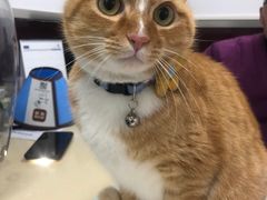 -顺强宠物诊所·狂犬免疫·夜诊·骨科(嘉定店)