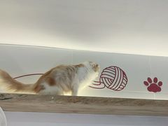 -喵园·猫主题咖啡厅·撸猫·猫咖(国贸店)