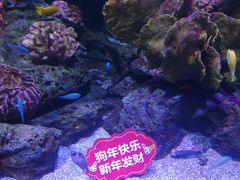 -暹罗海洋世界