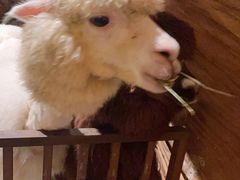 -绿色星球动物主题公园