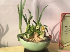 -龙大花卉苗木市场