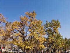 -千年银杏谷文化旅游区