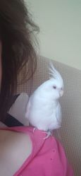 -爱秀造型 T-G