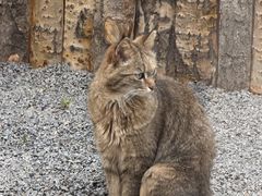 -青藏高原野生动物园