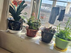 -巧婆婆特色东北菜·铁锅炖