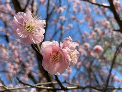 -梅花山(明孝陵内)