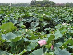 -荷塘月色湿地公园·向阳花洲