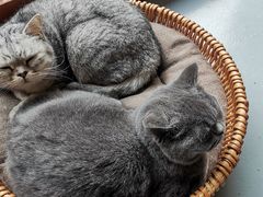 -猫友咖啡店(玉林西路店)