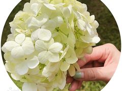-桃花岛景观公园