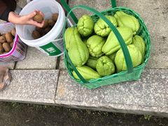 -鼓岭旅游度假区