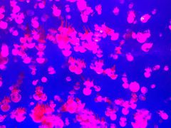 -波塞冬旅游度假区