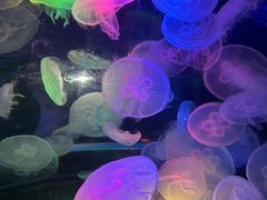 -太平洋海底世界