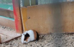 -萌宠亲子动物乐园(槐房万达店)