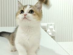 -三花喵·撸猫购宠·宠物生活馆(虹桥南丰城店)