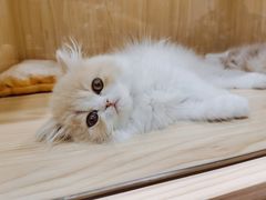 -屋虎猫馆(宝安大仟里店)
