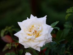 -亚龙湾国际玫瑰谷