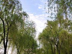 -柳浪闻莺公园