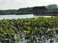 -溱湖国家湿地公园