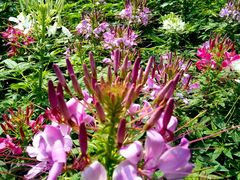 -艾溪湖湿地公园