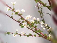 -双季花艺园艺市场(浦东店)
