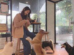 -柴犬高等学院·狗咖·柴犬售卖·宠物训练