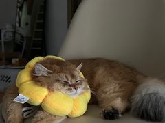 -创凡宠物医院·骨专科  猫科中心(西乡分院)