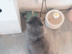 -楼上猫咖(罗湖店)