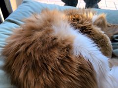-平行世界·猫咖(首经贸店)