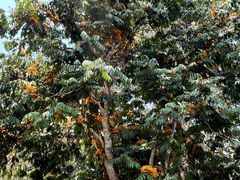 -中国科学院西双版纳热带植物园