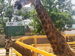 -西霞口神雕山野生动物世界