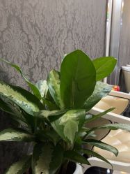 -深圳阳光医疗美容医院·旗舰店
