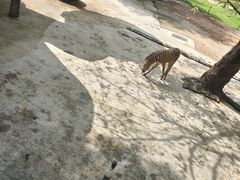 -深圳野生动物园