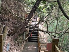 -海南霸王岭国家森林公园