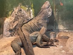 -上海大自然野生昆虫馆