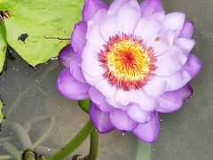 -云溪植物园