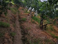 -马陆小张葡萄园农家乐