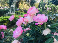 -人民公园(罗湖区)