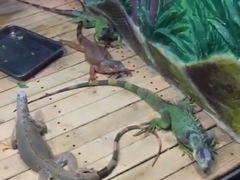 -石家庄市动物园