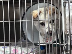 -博特宠物医院24h犬猫全科.骨科·异宠