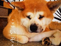 -喜柴咖啡·柴犬狗咖