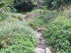 -梧桐山风景名胜区